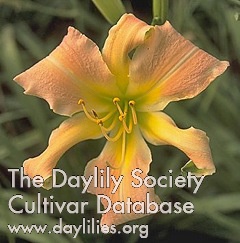 Daylily Hello Butterfly